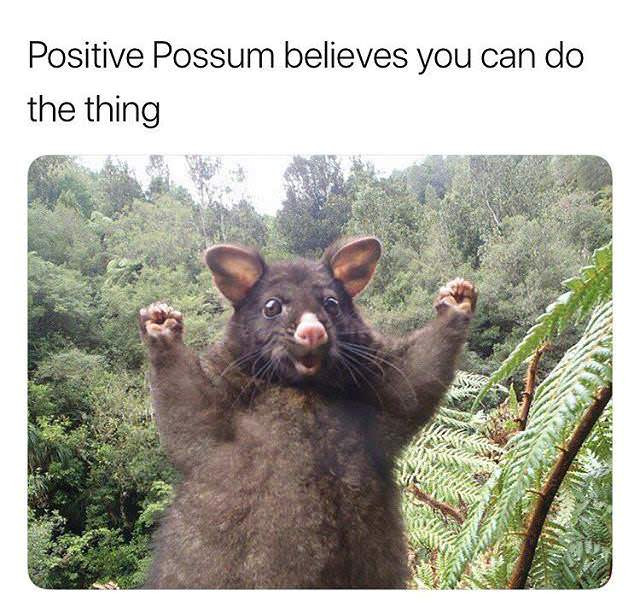 Positive Possum Belives you can do the thing - meme with cute fuzzy happy looking creature
